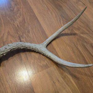 Deer shed antler